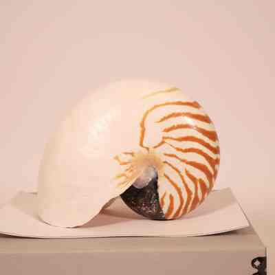 Bellybutton Nautilus shell