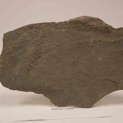 carbonized plant fossil