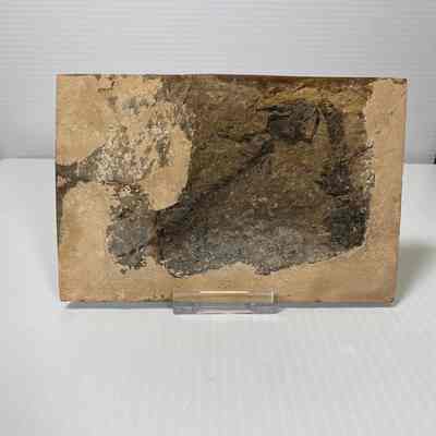 Branchiosaurus salamandriodes