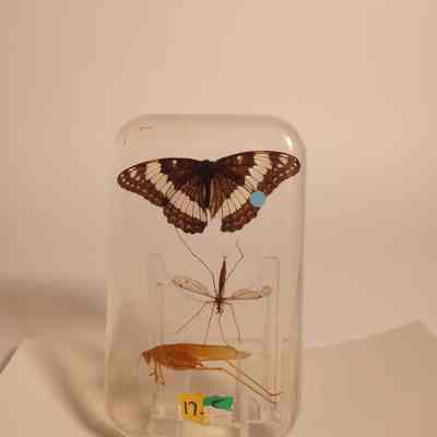 Butterfly, Mosquito Eater and Katydid