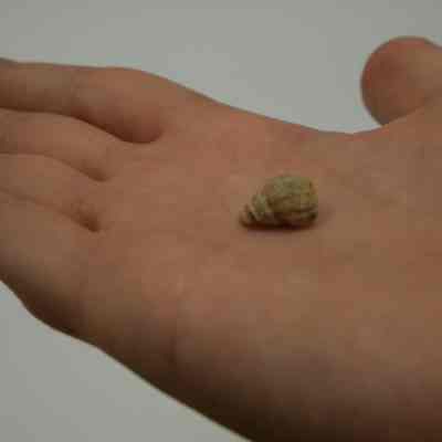 fossilized gastropod shell