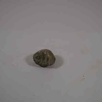 Brachiopoda Cast fossil