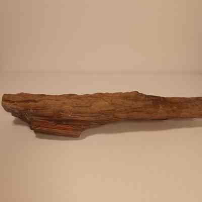 Petrified wood