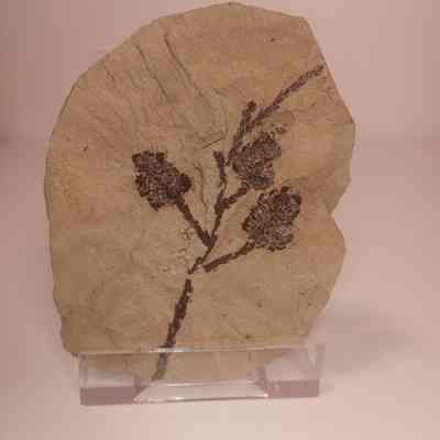 Sequoia coutsiae