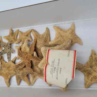 Star Fish
