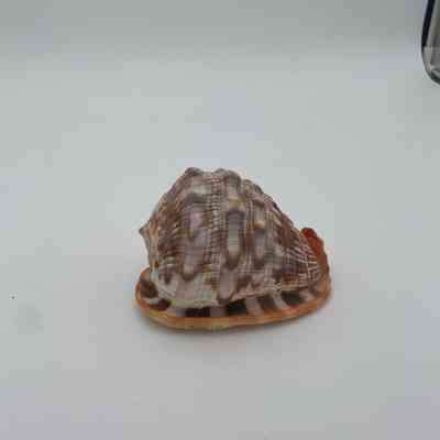 Conch Shell