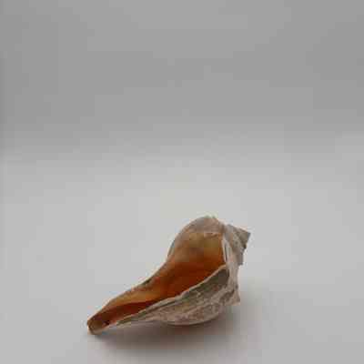 Unknown shell