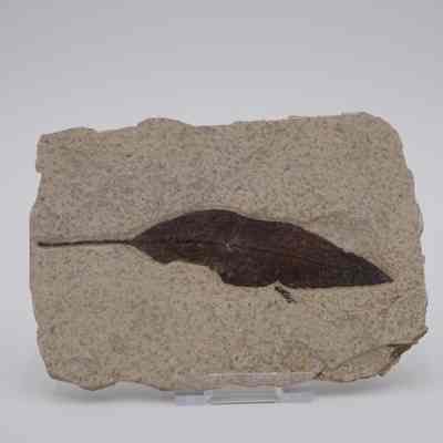 Leaf Fossil