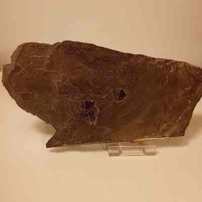 Trilobite fossil