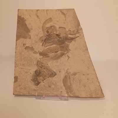 Eurypterus lacustris Specimen 3