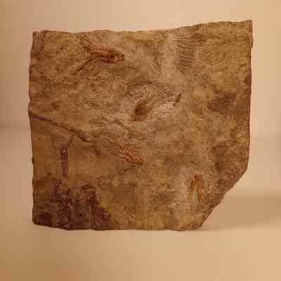 Cupulocrinus jewetti and Reteocrinus sp. (Crinoids)