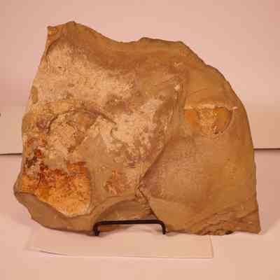 Carbonized fossil