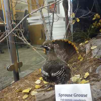 Sprouse Grouse Falcipennis canadensis