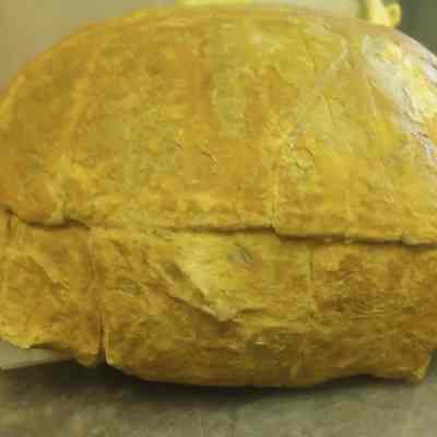 Unknown species Baenid Turtle