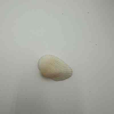 Unknown shell