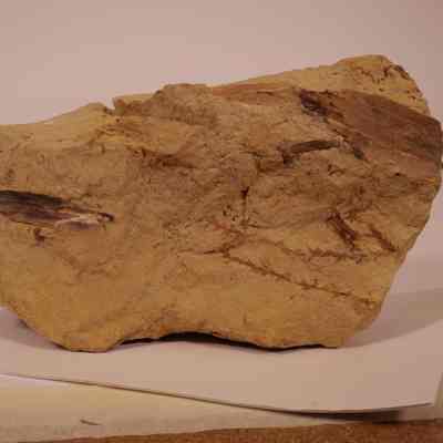carbonized plant fossil
