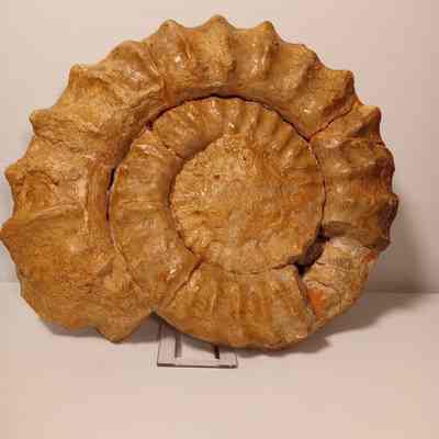 Mortoniceras sp.