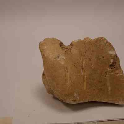 fossilized bone