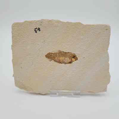 Fish Fossil
