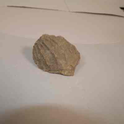 Bivalve Fossil