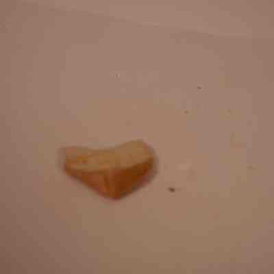Fossilized Shark tooth
