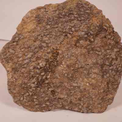 Multiple gastropods and bivalves in slab