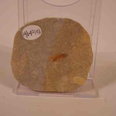 Fossil