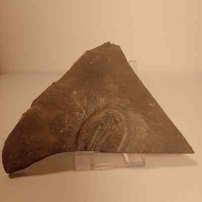 Asaphicisicus wheeleri (asaphicis trilobite) Specimen 2
