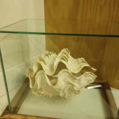 Giant Sea Clam