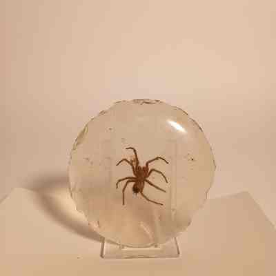 Tarantula