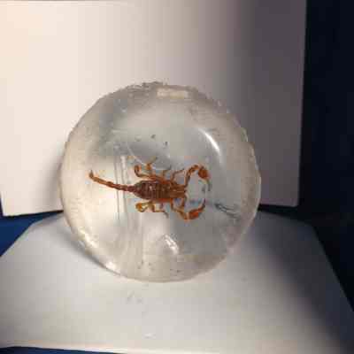 Scorpion in resin