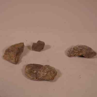Bivalve shell fossils