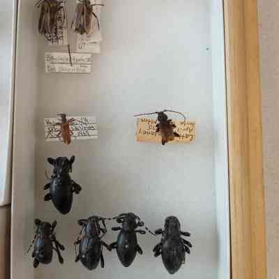 Beetles