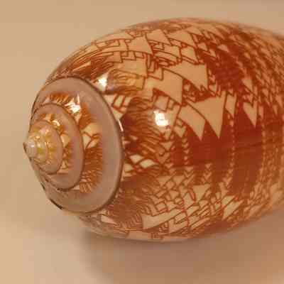 Shell