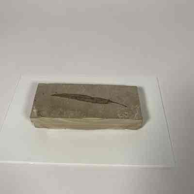 Carbonized Leaf