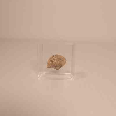 Platyetrophia ponderosa (Brachiopod)