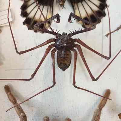 Spider