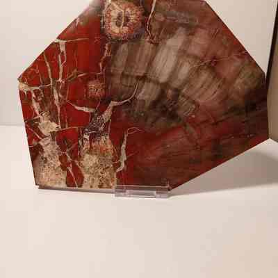 Petrified wood