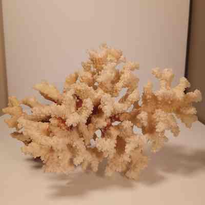Coral