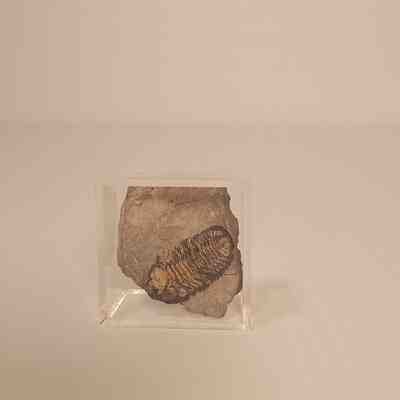Phacops rana rana (phacopid trilobite)