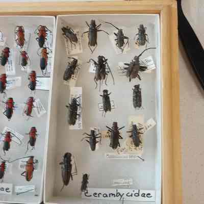 Beetles