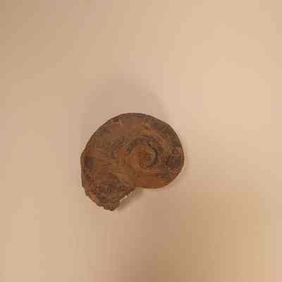 Maclirites sp. (macluritid gastropod-snail) Specimen 2