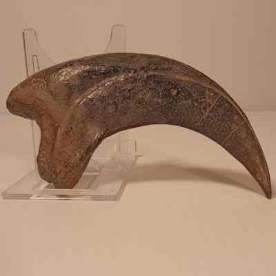 Utahraptor ostrommaysi