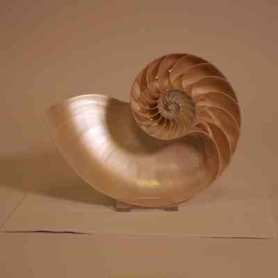 Bellybutton Nautilus