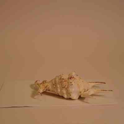 Spider Conch