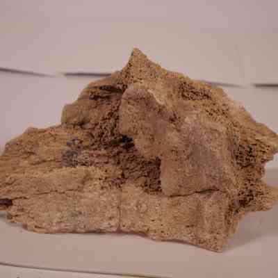 Fossilized Tapir Bone
