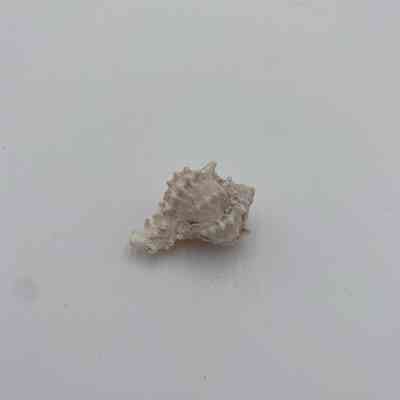 Unknown Shell