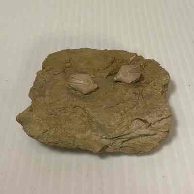 Unknown Fossil