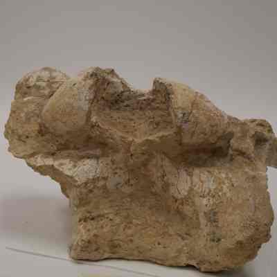 fossilized bone