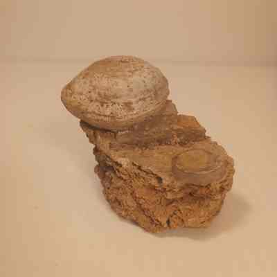 Bivalve Fossil